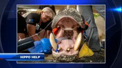 Endangered hippo undergoes extensive examination at Zoo Miami after appearing lethargic