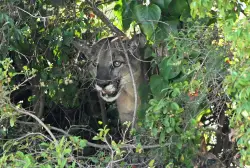 'Go away!' SoCal hiker captures scary encounter with mountain lion on video