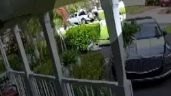 Man seen on video snatching 3 baby peacocks from Fort Lauderdale neighborhood