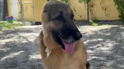 German shepherd found in poor shape near Fort Myers makes remarkable recovery